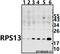 Ribosomal Protein S13 antibody, A06221-2, Boster Biological Technology, Western Blot image 
