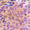 Aldo-Keto Reductase Family 1 Member E2 antibody, LS-C354209, Lifespan Biosciences, Immunohistochemistry frozen image 