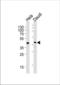Upstream Transcription Factor 1 antibody, TA328129, Origene, Western Blot image 