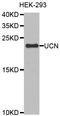 Urocortin antibody, STJ26030, St John