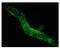 Gap Junction Protein Alpha 4 antibody, 42-4400, Invitrogen Antibodies, Immunofluorescence image 