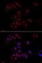 Nephrocystin 1 antibody, MBS9125831, MyBioSource, Immunofluorescence image 