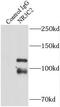 Mineralocorticoid receptor antibody, FNab05846, FineTest, Immunoprecipitation image 