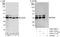 Heparin Binding Growth Factor antibody, A303-170A, Bethyl Labs, Western Blot image 