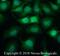 Podoplanin antibody, NB600-1015, Novus Biologicals, Immunofluorescence image 