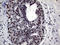 Ring Finger Protein 1 antibody, LS-C799028, Lifespan Biosciences, Immunohistochemistry paraffin image 