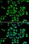 Ribosomal Protein S16 antibody, orb373512, Biorbyt, Immunocytochemistry image 