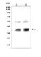 Non-Homologous End Joining Factor 1 antibody, A03552-3, Boster Biological Technology, Western Blot image 