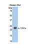 SLG antibody, LS-C299215, Lifespan Biosciences, Western Blot image 