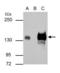 Rubicon Autophagy Regulator antibody, GTX129096, GeneTex, Immunoprecipitation image 