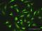Zinc Finger Protein 511 antibody, H00118472-D01P, Novus Biologicals, Immunofluorescence image 