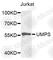 Uridine Monophosphate Synthetase antibody, A5492, ABclonal Technology, Western Blot image 