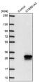 Cytochrome B561 Family Member A3 antibody, NBP2-30527, Novus Biologicals, Western Blot image 