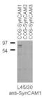 Cell Adhesion Molecule 1 antibody, 75-120, Antibodies Incorporated, Western Blot image 