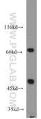 Carbohydrate sulfotransferase 15 antibody, 14298-1-AP, Proteintech Group, Western Blot image 