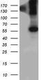 Bone Morphogenetic Protein 6 antibody, CF812214, Origene, Western Blot image 