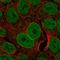 Vegi antibody, HPA046522, Atlas Antibodies, Immunofluorescence image 