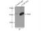 Mitochondrial Calcium Uniporter Regulator 1 antibody, 24948-1-AP, Proteintech Group, Immunoprecipitation image 