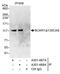 BCAR1 Scaffold Protein, Cas Family Member antibody, A301-668A, Bethyl Labs, Immunoprecipitation image 