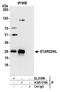 STARD3 N-Terminal Like antibody, A305-519A, Bethyl Labs, Immunoprecipitation image 