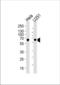 Far upstream element-binding protein 3 antibody, TA328152, Origene, Western Blot image 