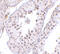 Mediator Complex Subunit 4 antibody, 4729, ProSci, Immunohistochemistry paraffin image 