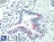 Methenyltetrahydrofolate Synthetase antibody, LS-B10296, Lifespan Biosciences, Immunohistochemistry frozen image 