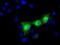 HID1 Domain Containing antibody, NBP2-02667, Novus Biologicals, Immunocytochemistry image 