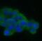 Synaptosome Associated Protein 25 antibody, FNab08056, FineTest, Immunofluorescence image 