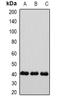 Gap junction alpha-5 protein antibody, orb378074, Biorbyt, Western Blot image 
