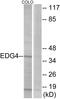 Lysophosphatidic acid receptor 2 antibody, LS-C120576, Lifespan Biosciences, Western Blot image 