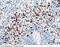 Neutrophil gelatinase-associated lipocalin antibody, 10222-RP02, Sino Biological, Immunohistochemistry frozen image 