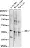 5-Hydroxytryptamine Receptor 1F antibody, 15-699, ProSci, Western Blot image 