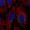 Plexin domain-containing protein 2 antibody, HPA070793, Atlas Antibodies, Immunofluorescence image 