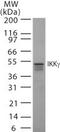 FIP-3 antibody, TA336392, Origene, Western Blot image 