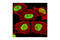 DFS 70 antibody, 2088S, Cell Signaling Technology, Immunofluorescence image 