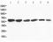 Flavin Containing Dimethylaniline Monoxygenase 4 antibody, PA1883, Boster Biological Technology, Western Blot image 