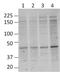 O-Linked N-Acetylglucosamine antibody, NB300-524, Novus Biologicals, Western Blot image 