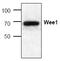 WEE1 G2 Checkpoint Kinase antibody, AP00042PU-N, Origene, Western Blot image 