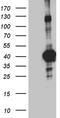 Neuronal-specific septin-3 antibody, TA811204, Origene, Western Blot image 