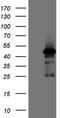 ATPase H+ Transporting V1 Subunit C2 antibody, TA808284, Origene, Western Blot image 