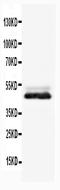 Enolase 2 antibody, PA1061, Boster Biological Technology, Western Blot image 