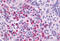 P2Y purinoceptor 4 antibody, MBS243988, MyBioSource, Immunohistochemistry frozen image 