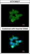 Chloride Channel Accessory 1 antibody, GTX100217, GeneTex, Immunocytochemistry image 