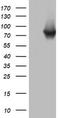 Poly(A)-Specific Ribonuclease antibody, TA802653AM, Origene, Western Blot image 