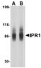 SP110 Nuclear Body Protein antibody, LS-C53235, Lifespan Biosciences, Western Blot image 