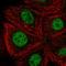 Cyclin Dependent Kinase 10 antibody, HPA067060, Atlas Antibodies, Immunofluorescence image 