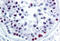 H2A Histone Family Member X antibody, MBS241381, MyBioSource, Immunohistochemistry frozen image 