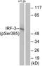 Interferon Regulatory Factor 3 antibody, PA5-38285, Invitrogen Antibodies, Western Blot image 