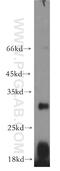 Epstein-Barr Virus Induced 3 antibody, 12371-1-AP, Proteintech Group, Western Blot image 